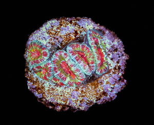 Acanthastrea Lordhowensis