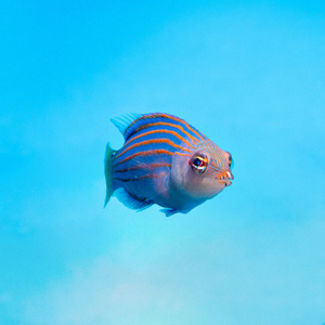 Pseudocheilinus hexataenia S