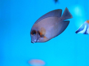 Acanthurus pyroferus M