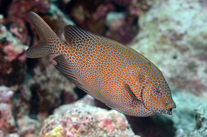 Siganus punctatus S/M