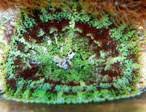 Stichodactyla tapetum