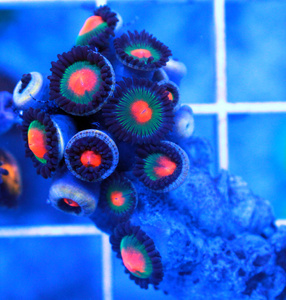 Zoanthus spp. ZOA18