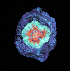 Acanthastrea Lordhowensis