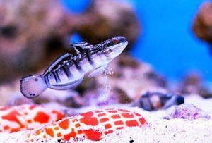 Amblygobius phalaena M/L