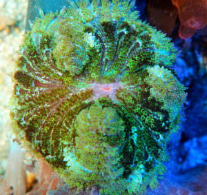 Stichodactyla tapetum