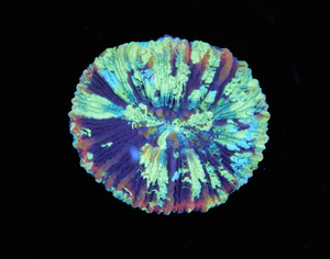 Trachyphyllia sp.