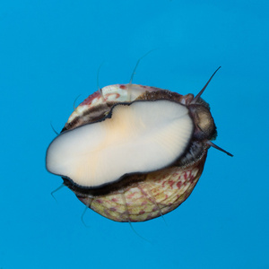 Trochus spp.