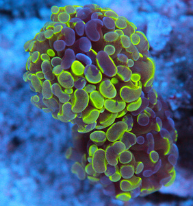 Euphyllia spp. 