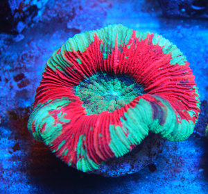 Trachyphyllia geoffroyi LPS36