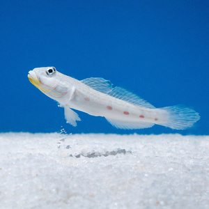 Valenciennea longipinnis