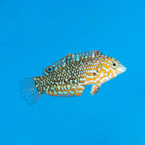 Macropharyngodon ornatus