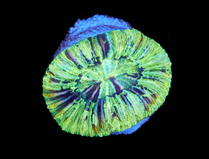 Trachyphyllia sp.