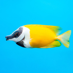 Siganus vulpinus (Lo vulpnius) M