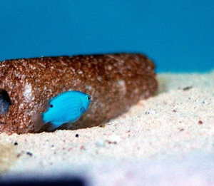 Chrysiptera cyanea S/M