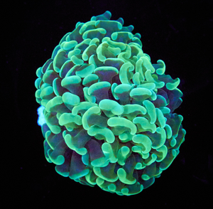 Euphyllia paraancora