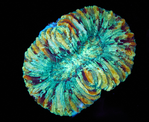 Trachyphyllia sp.