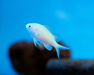 Chromis viridis M