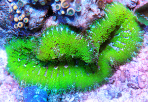 Stichodactyla tapetum