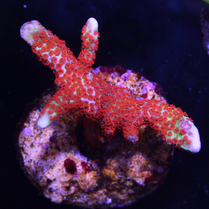 Montipora spp.  SPS19