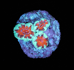 Acanthastrea Lordhowensis