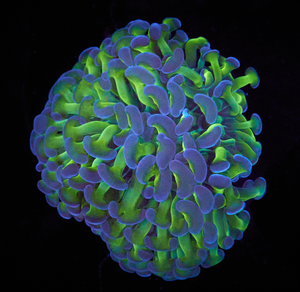 Euphyllia paraancora