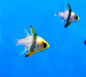 Sphaeramia nematoptera S