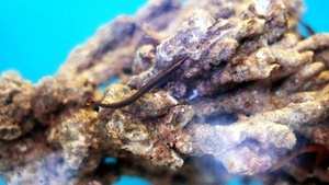 Doryrhamphus excisus XS