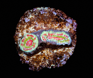 Acanthastrea Lordhowensis