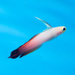 Nemateleotris magnifica M