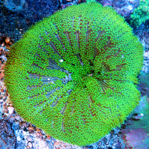 Stichodactyla tapetum