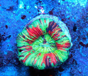 Trachyphyllia geoffroyi LPS45