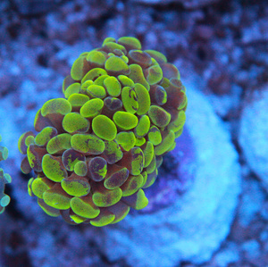Euphyllia spp. 
