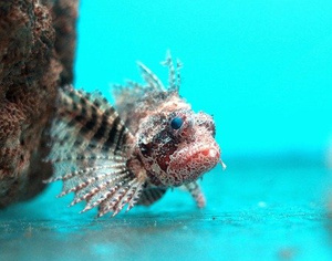 Dendrochirus brachypterus M