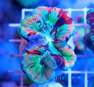 Trachyphyllia geoffroyi LPS32