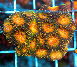 Acanthastrea echinta LPS85