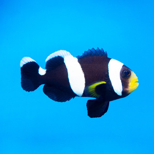 Amphiprion polymnus M/L