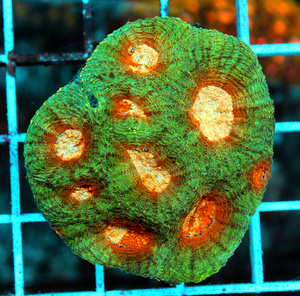 Acanthastrea echinta LPS80
