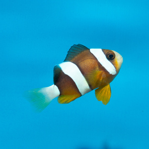 Amphiprion clarkii S/M