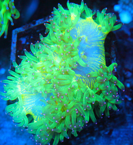 Catalaphyllia jardinei