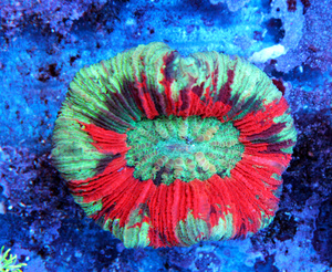 Trachyphyllia geoffroyi LPS33