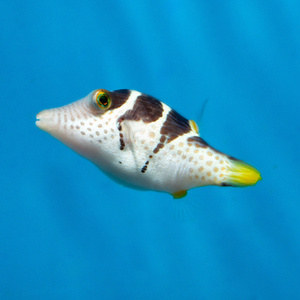 Canthigaster valentini