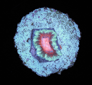 Acanthastrea Lordhowensis
