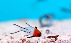 Bodianus anthioides M