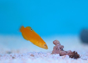 Halichoeres chrysus S