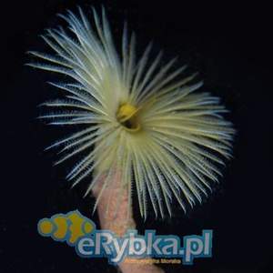 Rurówka Sabellastarte