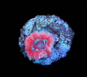 Acanthastrea Lordhowensis