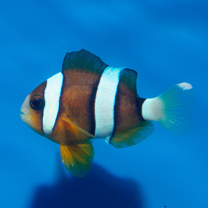 Amphiprion sebae M