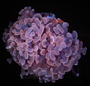 Euphyllia paraancora