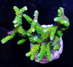 Acropora spp. SPS26