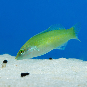 Halichoeres chloropterus